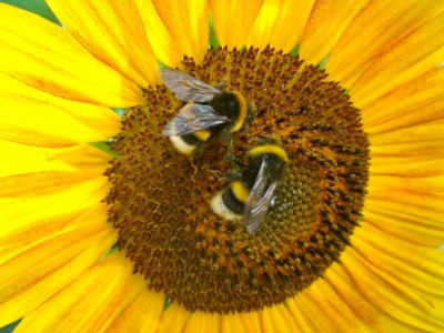 a sunflower with two bumblebees in its center