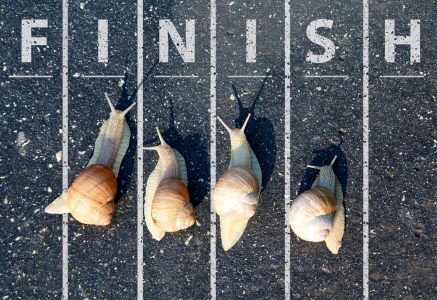 Racing snails near the finish line