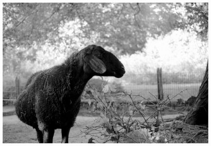Image: black sheep standing alone