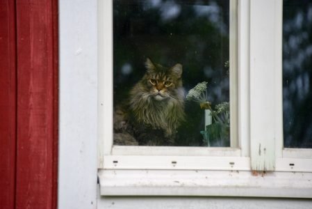 Image: cat staring from behind a window