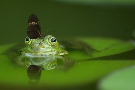 Image: butterfly on green frog in a pond