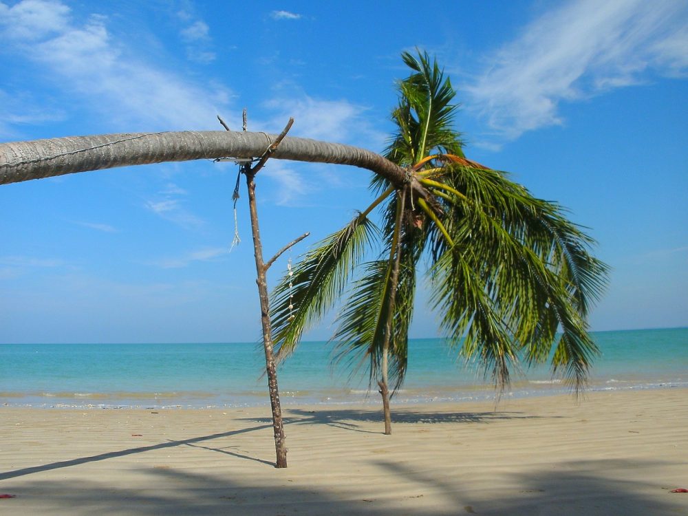 Image: beach scene with palm tree leaning horizontally, staked up by tree branches