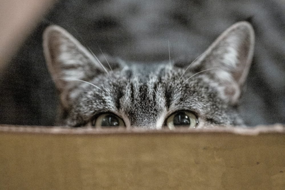 Image: cat slyly peeking over the edge of a cardboard box.