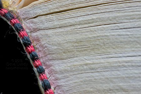 Image: close-up photo of a bound book's interior pages and headband.