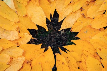 Image: yellow autumn leaves on the ground, arranged around the perimeter so that the negative space in the center forms the shape of a leaf.