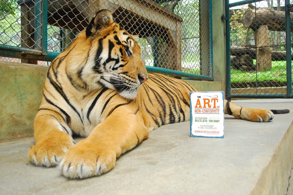 Image: a tiger in an enclosure, looking at a paperback book standing nearby.