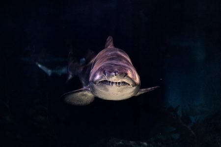Image: a shark underwater in dim light